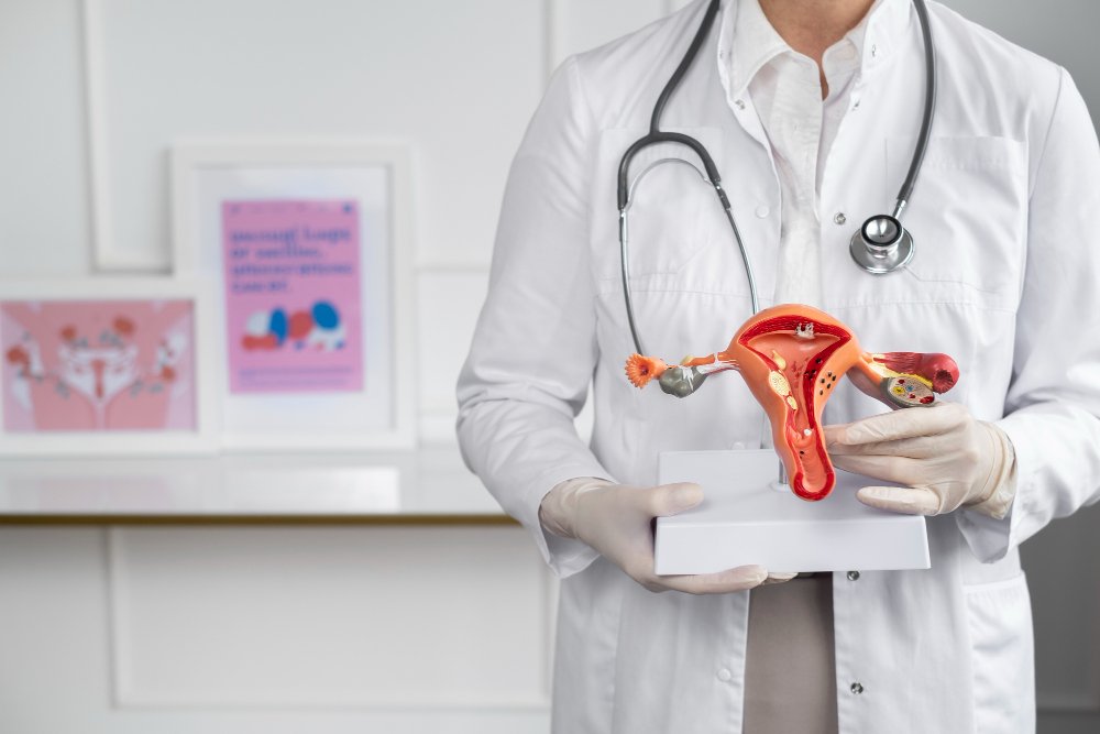 Gynecologist holding a female reproductive system model in a clinic setting